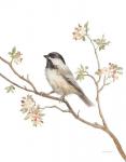 Black Capped Chickadee v2 on White