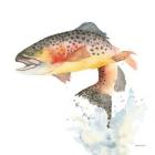 Cutthroat Trout