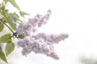 Pale Lilacs I