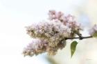 Pale Lilacs II