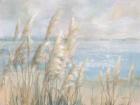 Seaside Pampas Grass