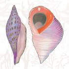 Shimmering Shells X
