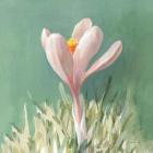 Soft Crocus