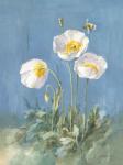 White Poppies II