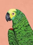 Parrot Head