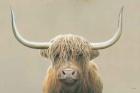 Highland Cow Neutral