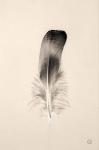 Floating Feathers IV Sepia