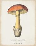 Mushroom Study IV