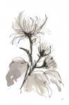 Chrysanthemum I