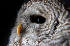 Barred Owl Portrait