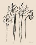 Ink Sketch Daffodils