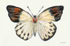 Butterfly Study I