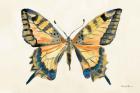 Butterfly Study II