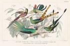 Hummingbirds Chart