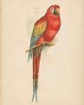 Parrot Study