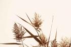 Country Grasses I