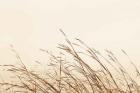 Country Grasses II