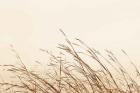Country Grasses II