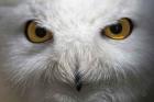 Snowy Owl Stare