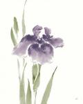 Japanese Iris III Purple Crop