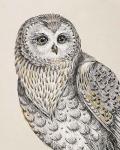 Beautiful Owls IV Vintage