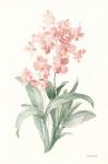 Spring Orchid I