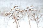 Snowy Gardens