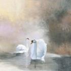 Swans in Mist