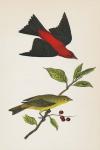 Scarlet Tanager Bright