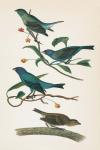 Indigo Bunting Bright