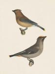 Cedar Waxwings Bright