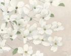 Dogwood Delight Cream