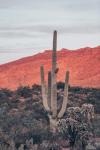Sunsets and Saguaros I
