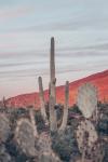 Sunsets and Saguaros II