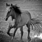Horse Runner