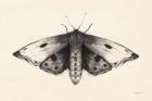 Moth I