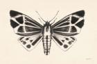 Moth III
