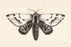 Moth IV