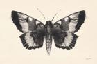 Moth V