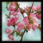 Quince Blossoms II