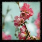 Quince Blossoms III