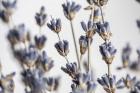 Lavender Bouquet