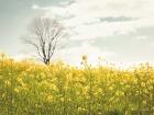 Yellow Meadow