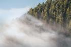 Fog and Forest I