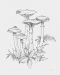Natures Sketchbook I Bold Light Gray