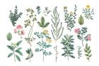 Victorian Garden Bright III