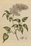 Herbal Botanical I Crop II
