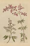 Herbal Botanical I Crop III