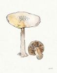 Fresh Farmhouse Mushrooms IV