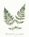 Vintage Ferns VII no Border White